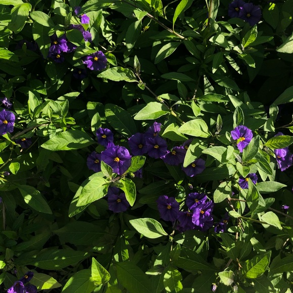 Meet your Posher, Isabel - Picture 1 of 1